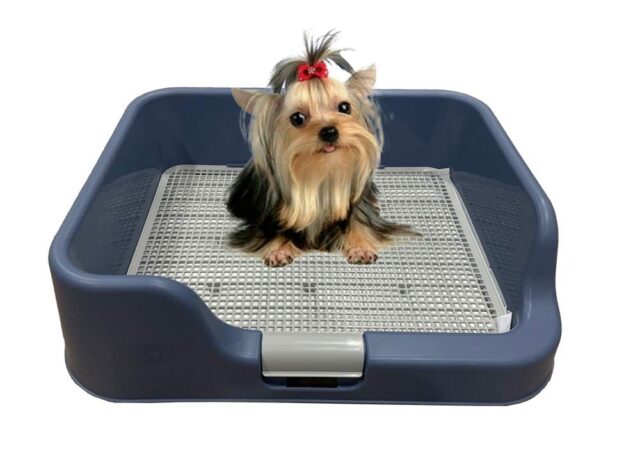 Indoor Dog Potty Tray – with Protection Wall Every Side for No Leak, Spill, Accident