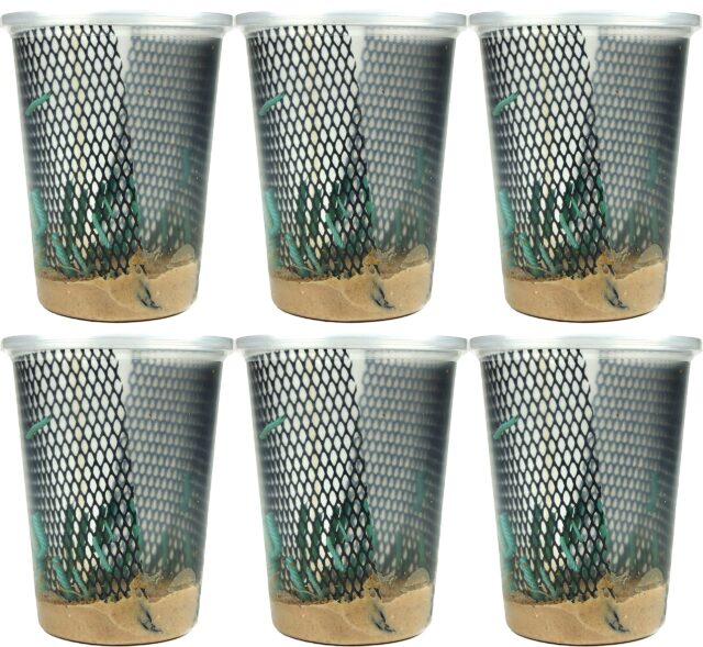 Josh's Frogs Hornworms Habitat Cup (25x6 Count Cup)